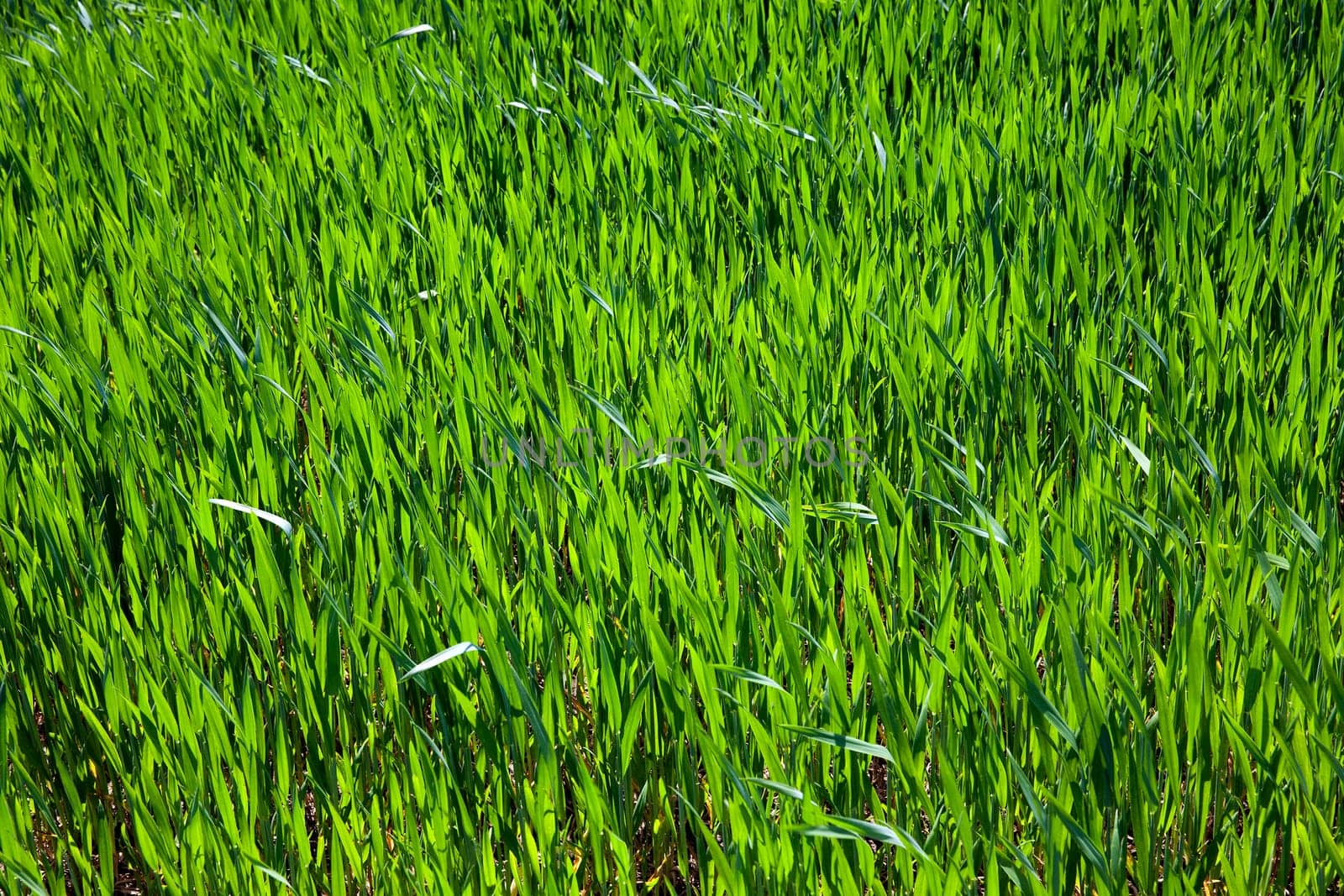 Agricultural field on which grow unripe green grass in spring season