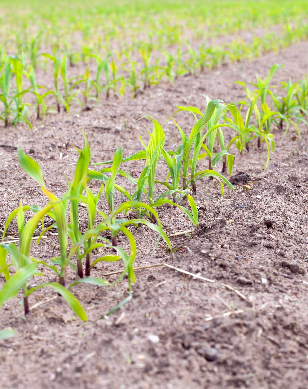 agricultural field on which to grow crops - corn in the spring season