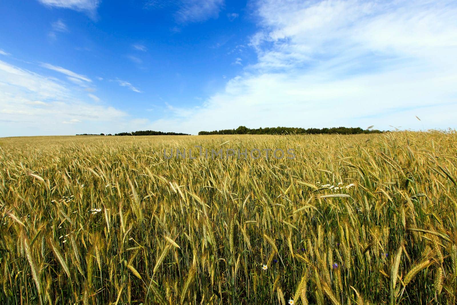 Agricultural field on which grow the young grass. wheat