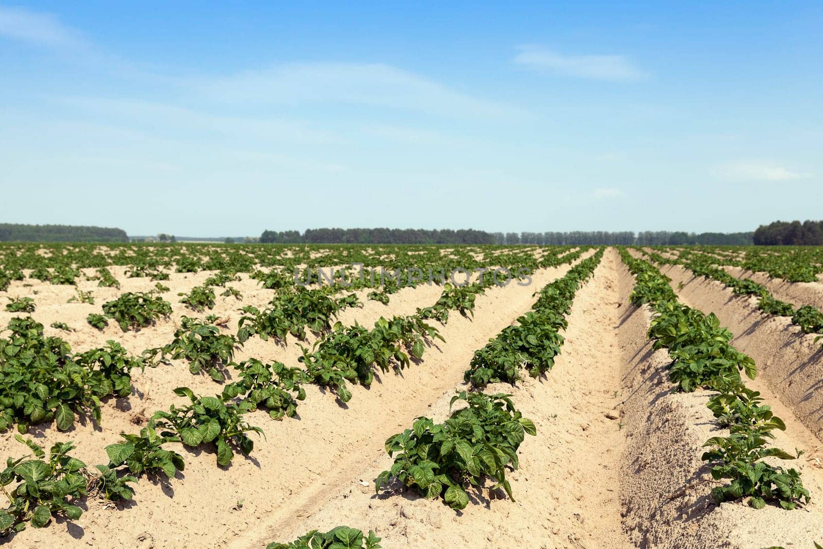 Agricultural field on which grows green potatoes. summer time