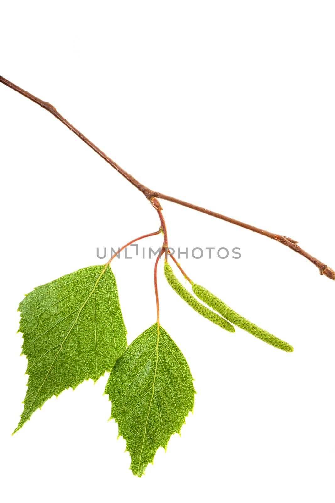 photographed on a white background green young foliage of a birch tree