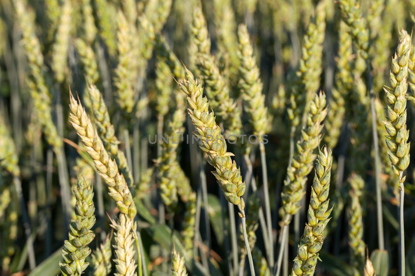 Agricultural field on which grow immature cereals, wheat.