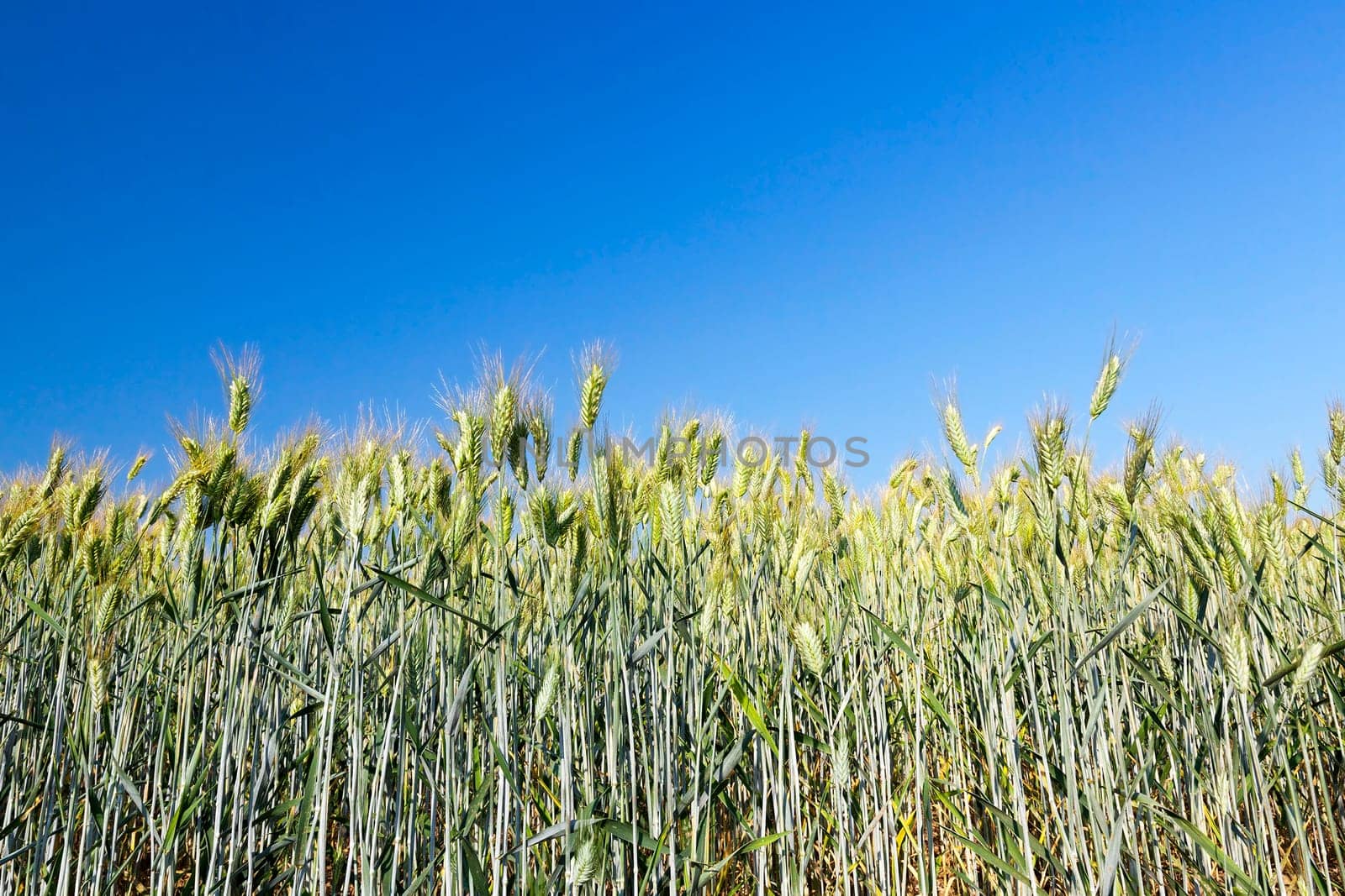 Agricultural field on which grow immature young cereals, wheat. Blue sky in the background