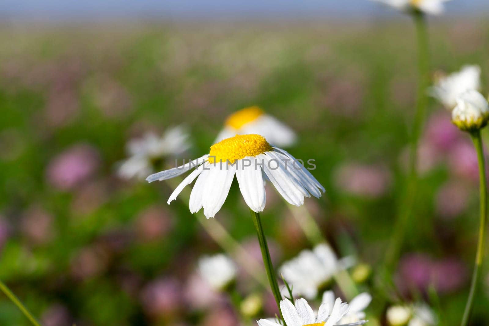 photographed close-up wild chamomile with white petals