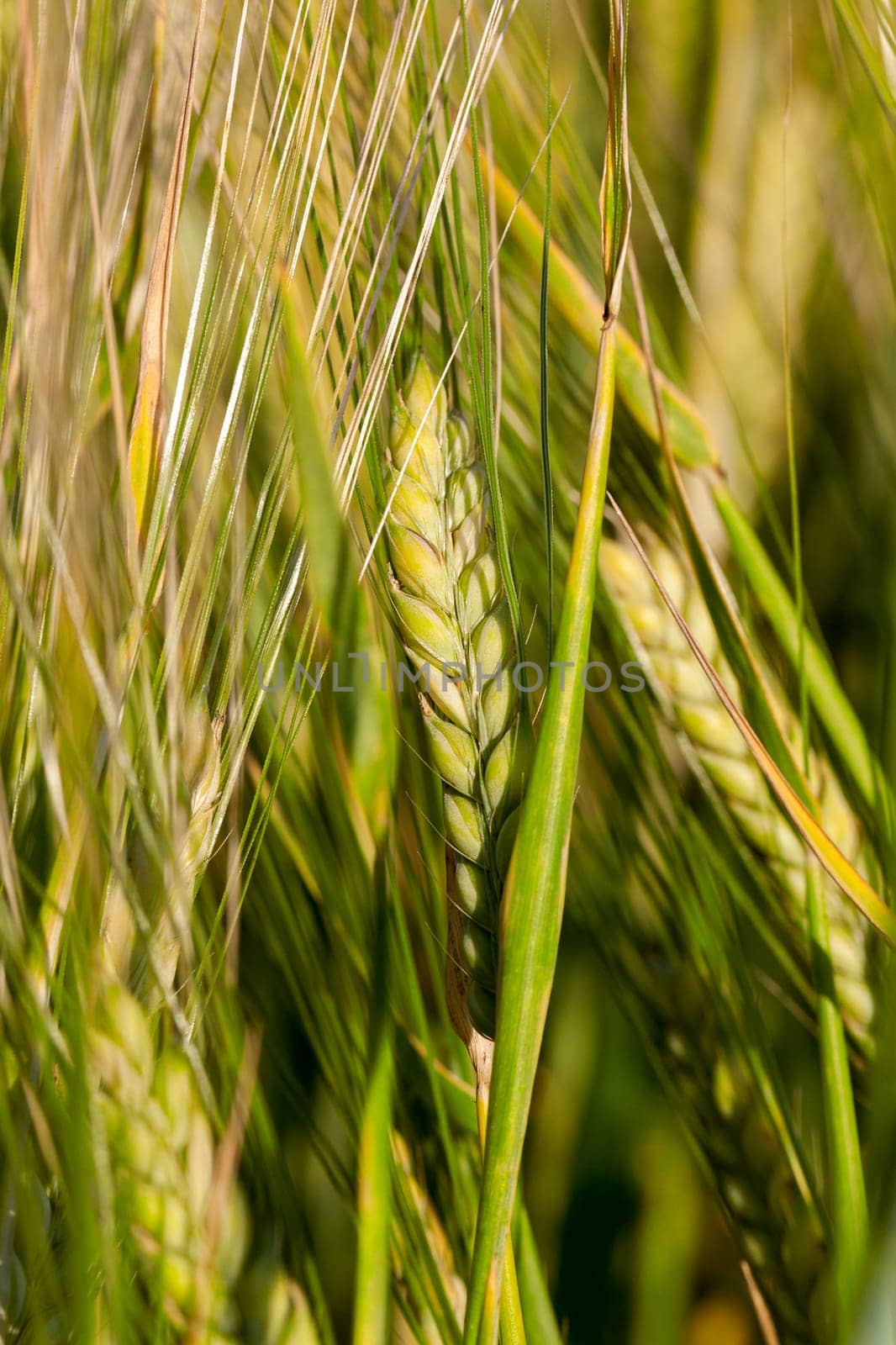 Agricultural field on which grow immature cereals, wheat.
