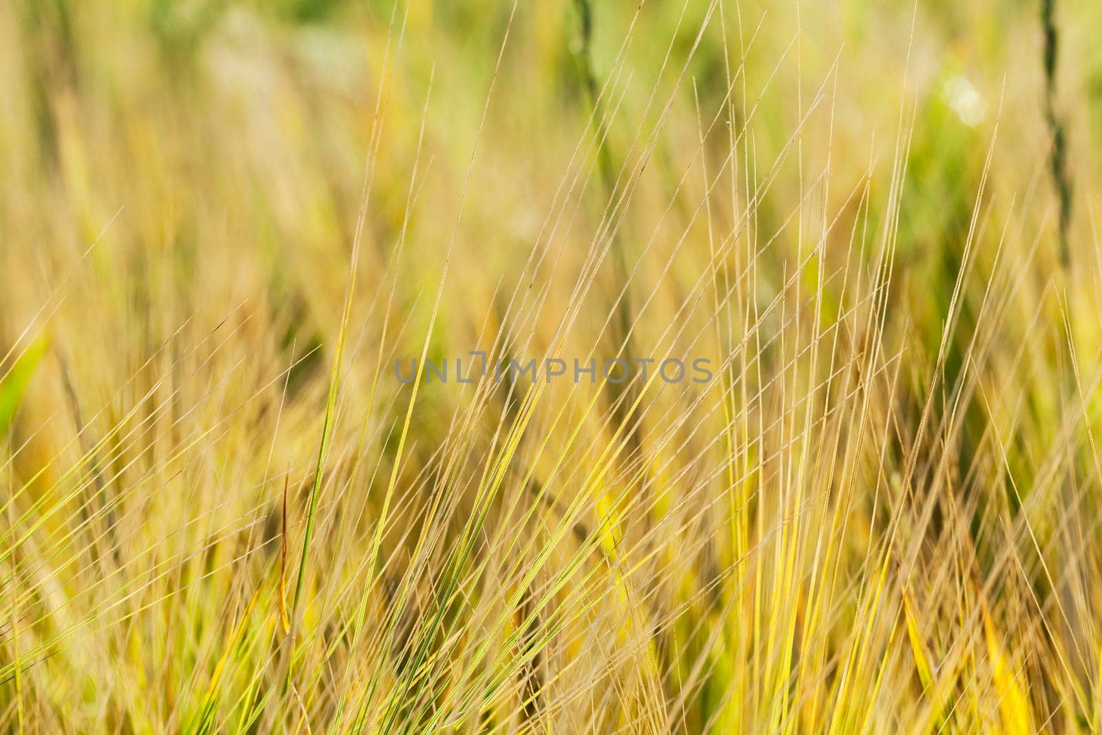 Agricultural field on which grow up ripening and changing color to yellow cereals, wheat