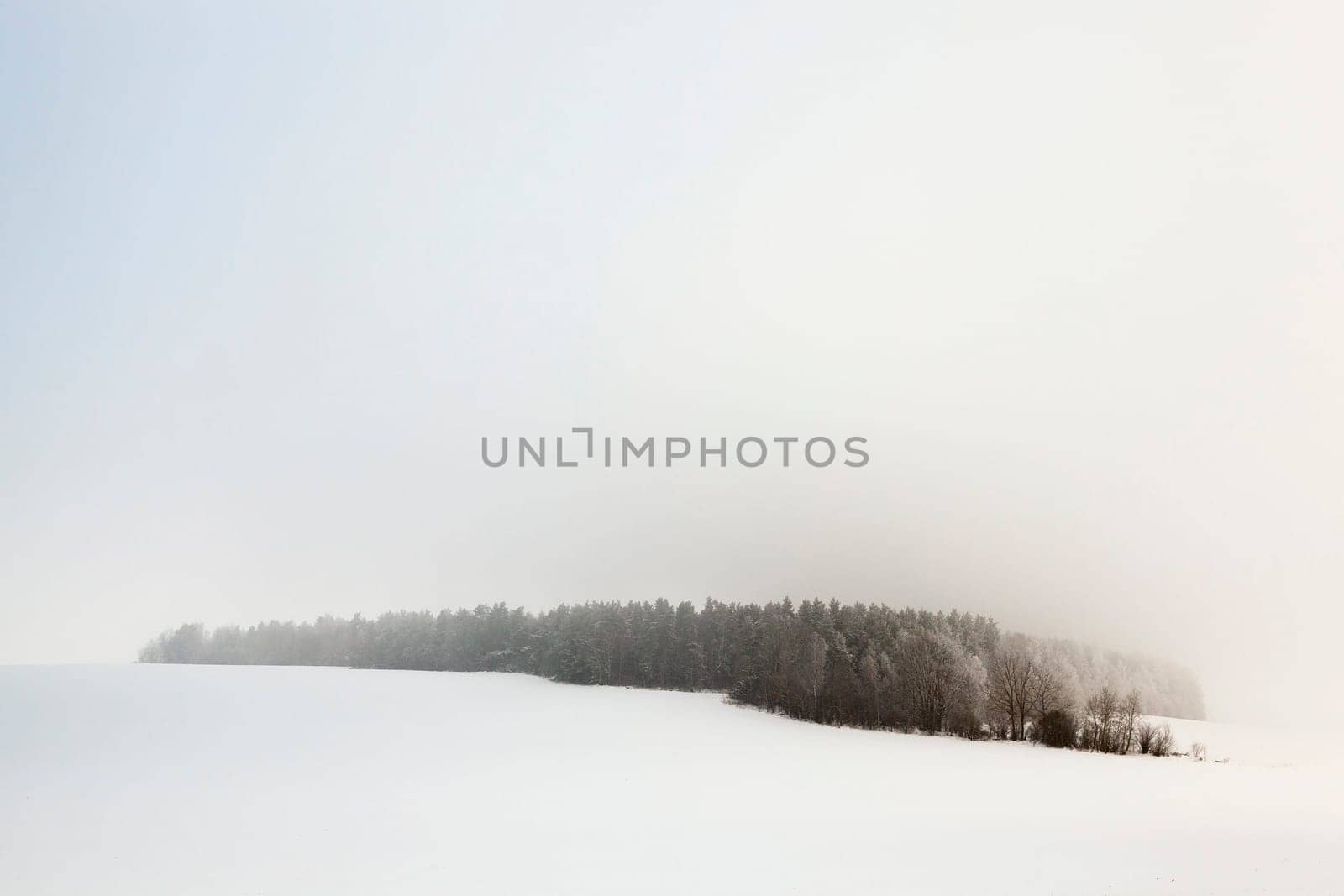 trees photographed during the winter after a snow storm, the ground is covered with snow, farm field and forest