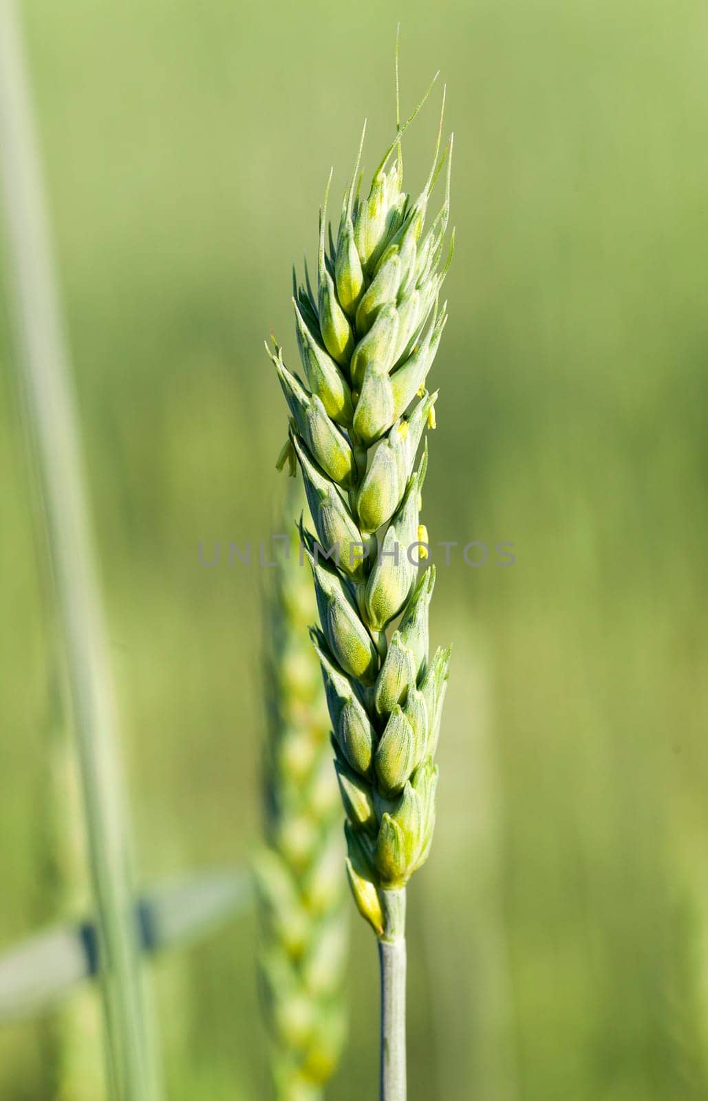 Agricultural field on which grow immature cereals, wheat.