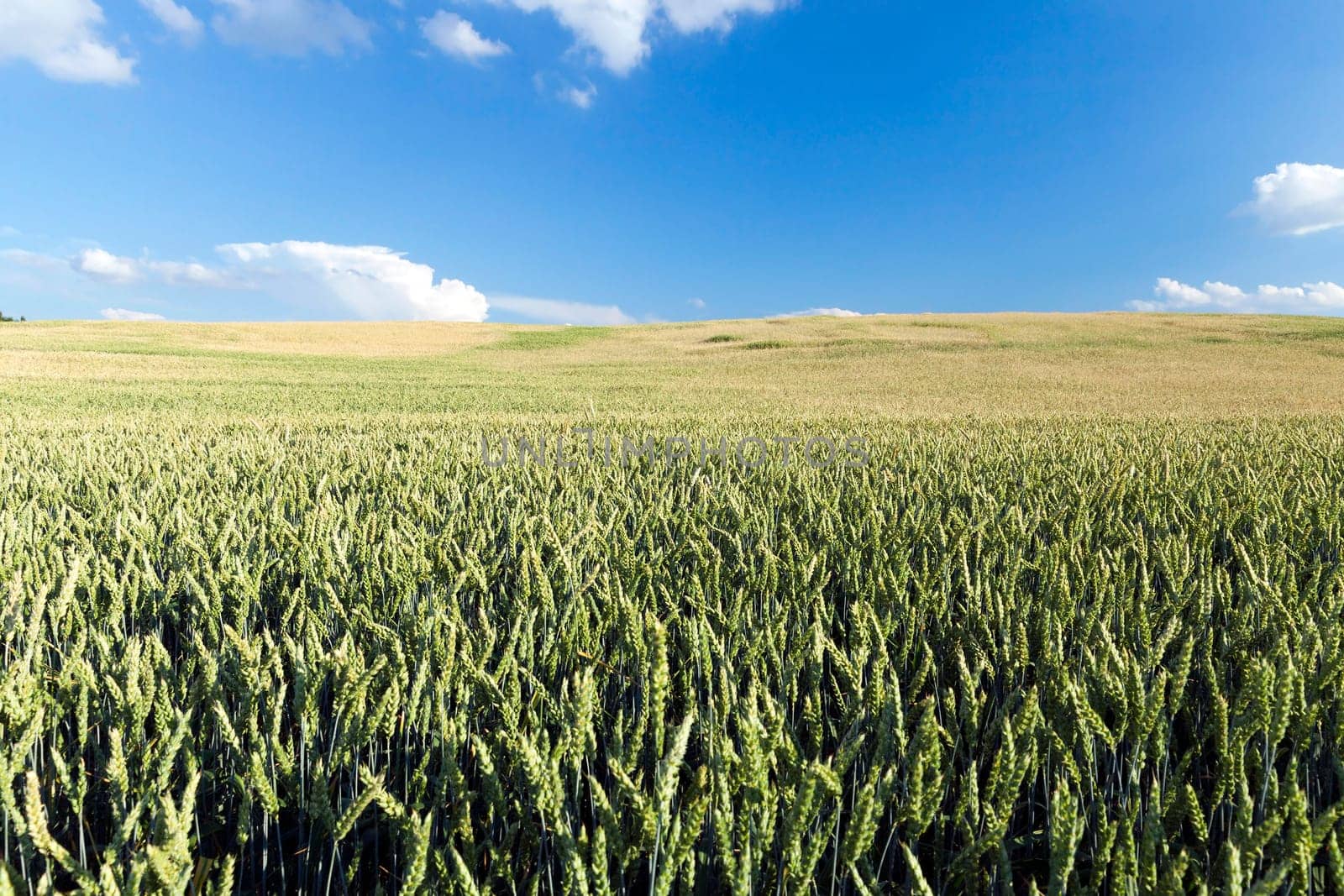 Agricultural field on which grow immature young cereals, wheat. Blue sky with clouds in the background