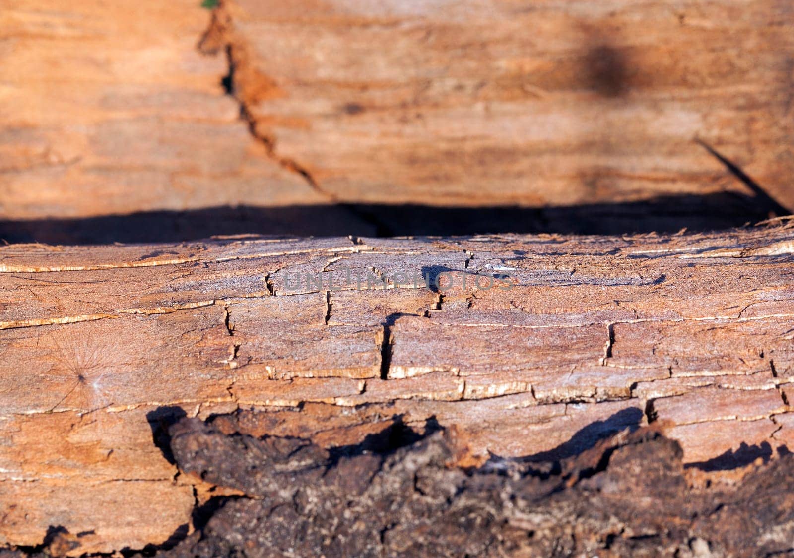 photographed close-up of old cracked wooden surface, seen a lot of faults. Small depth of field