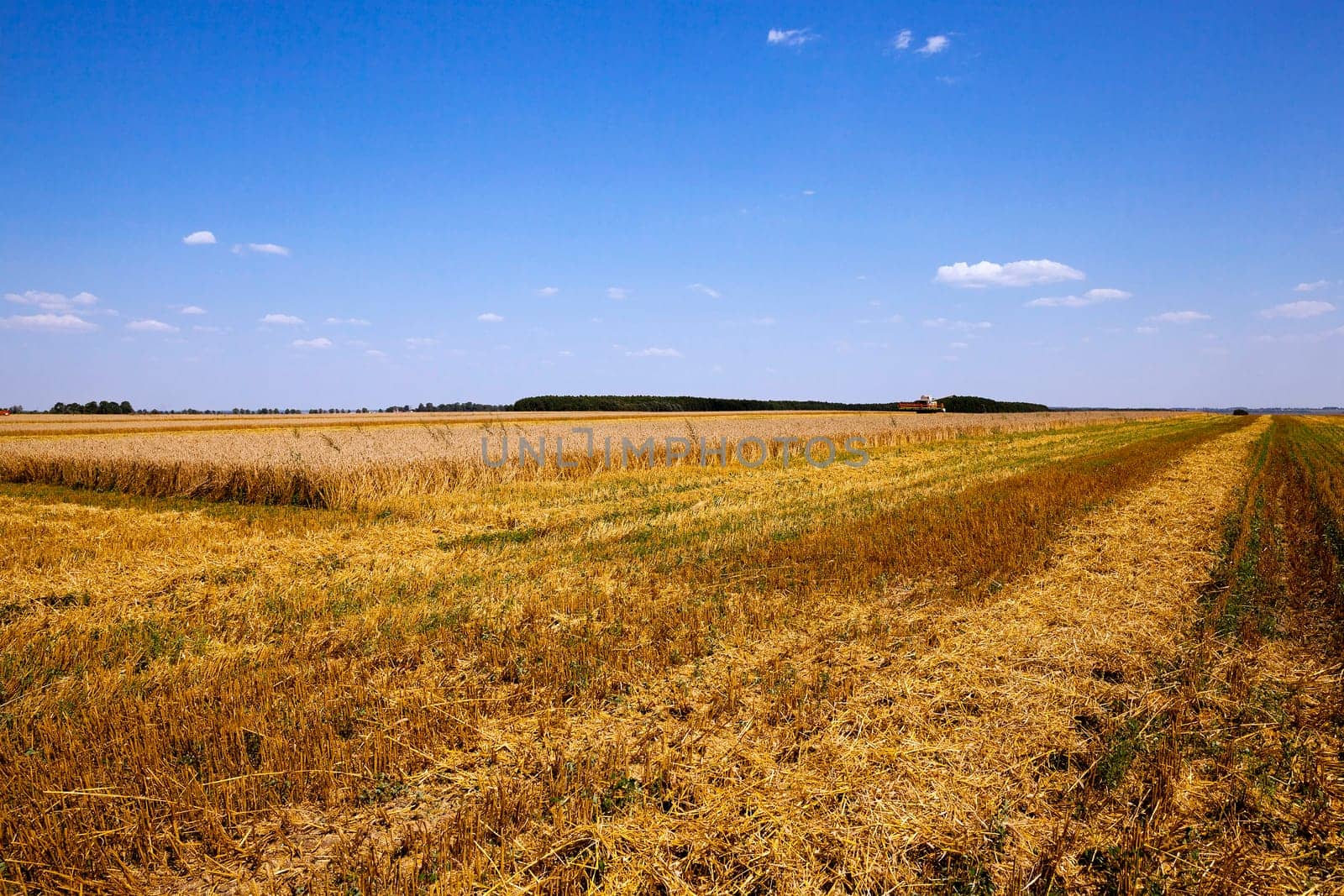 agricultural field with cereals during harvest. summer