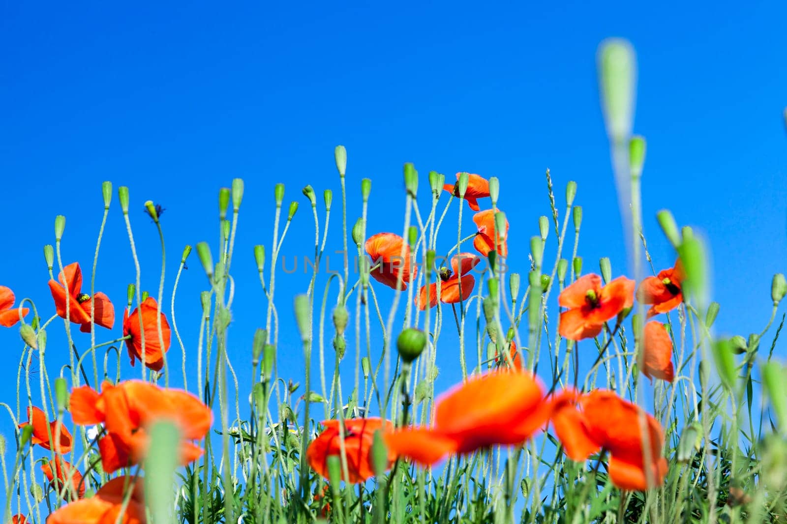 Agricultural field where weeds have grown, including poppy red, blue sky
