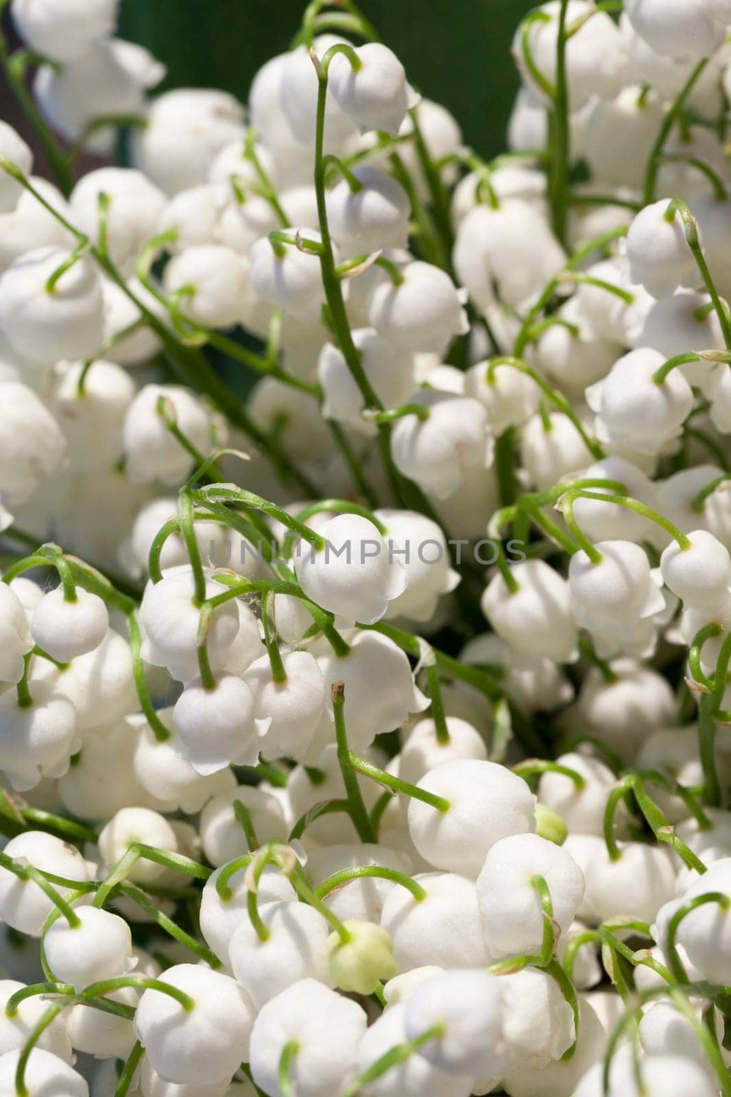 photographed close-up white flowers lily of the valley growing in the forest in springtime