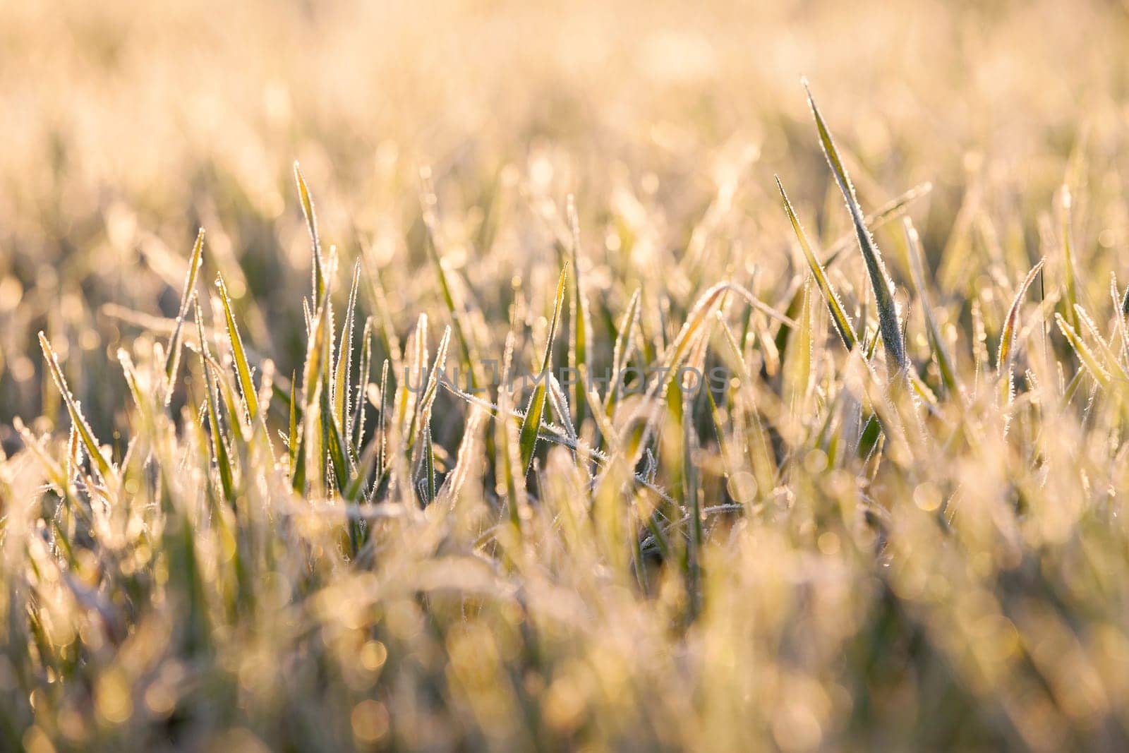 photographed close-up of young sprouts of wheat with frost on it, morning, sunny yellow dawn defocused