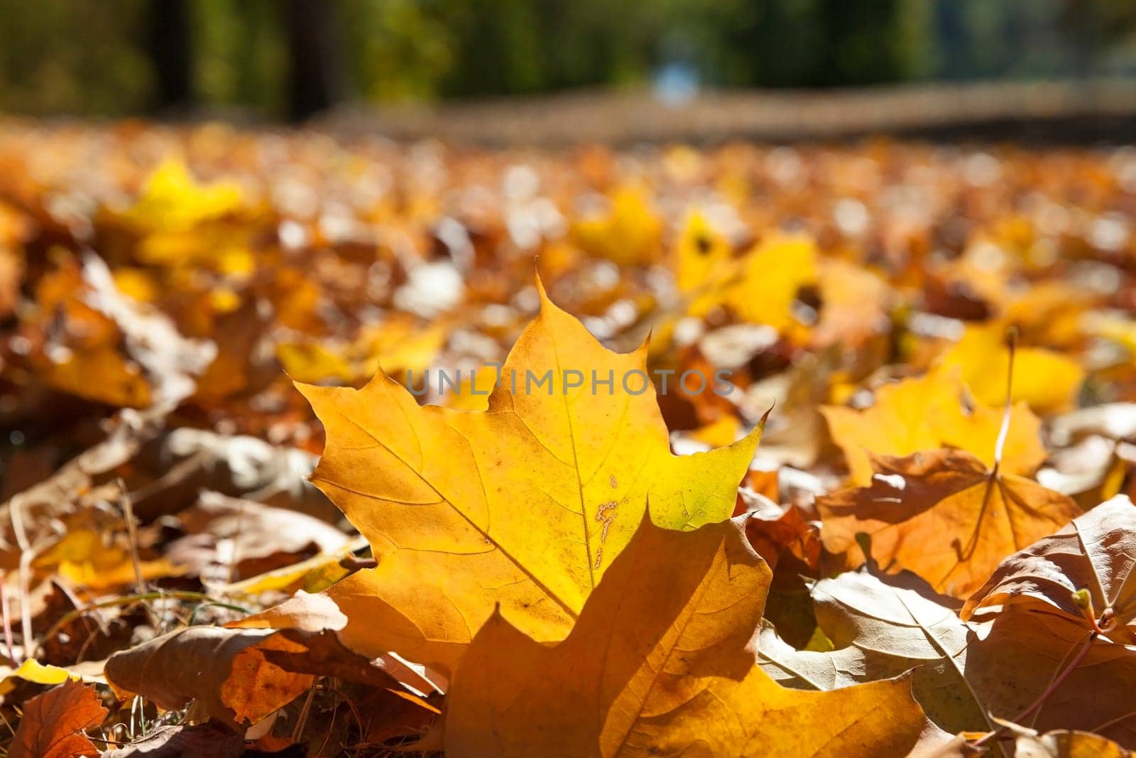 photographed trees and foliage in the autumn, the location - a park, defocus