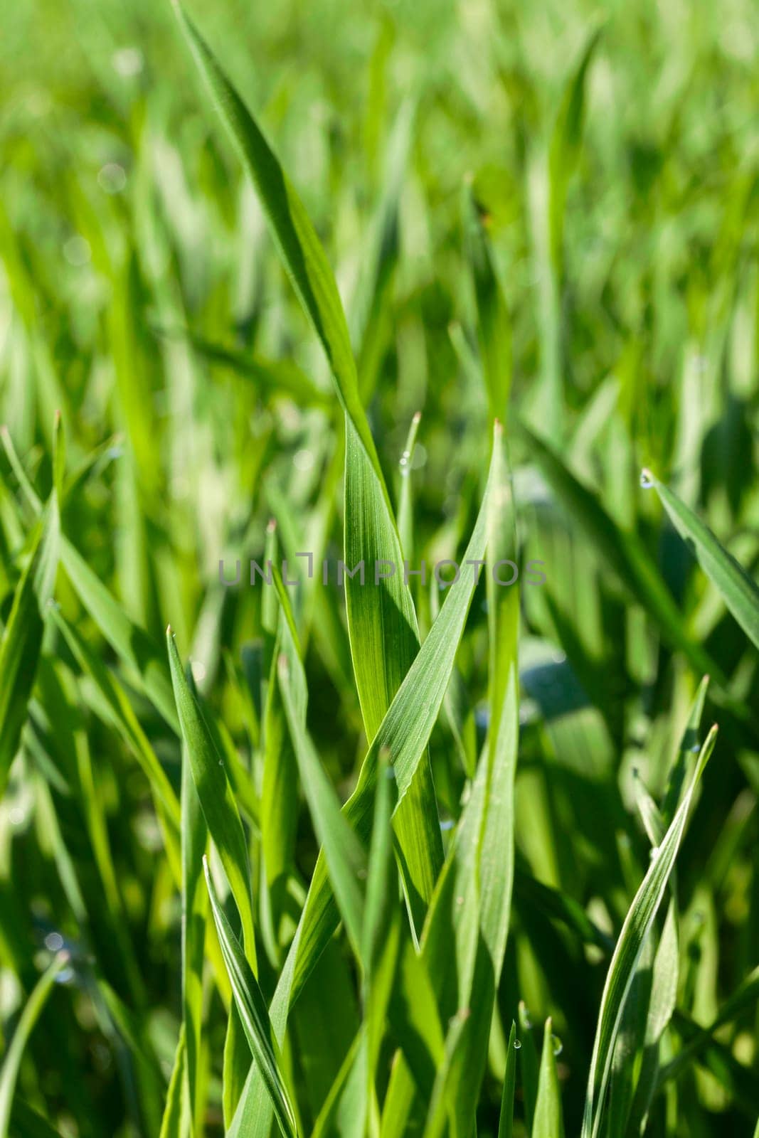 Agricultural field on which grow immature young cereals, wheat.