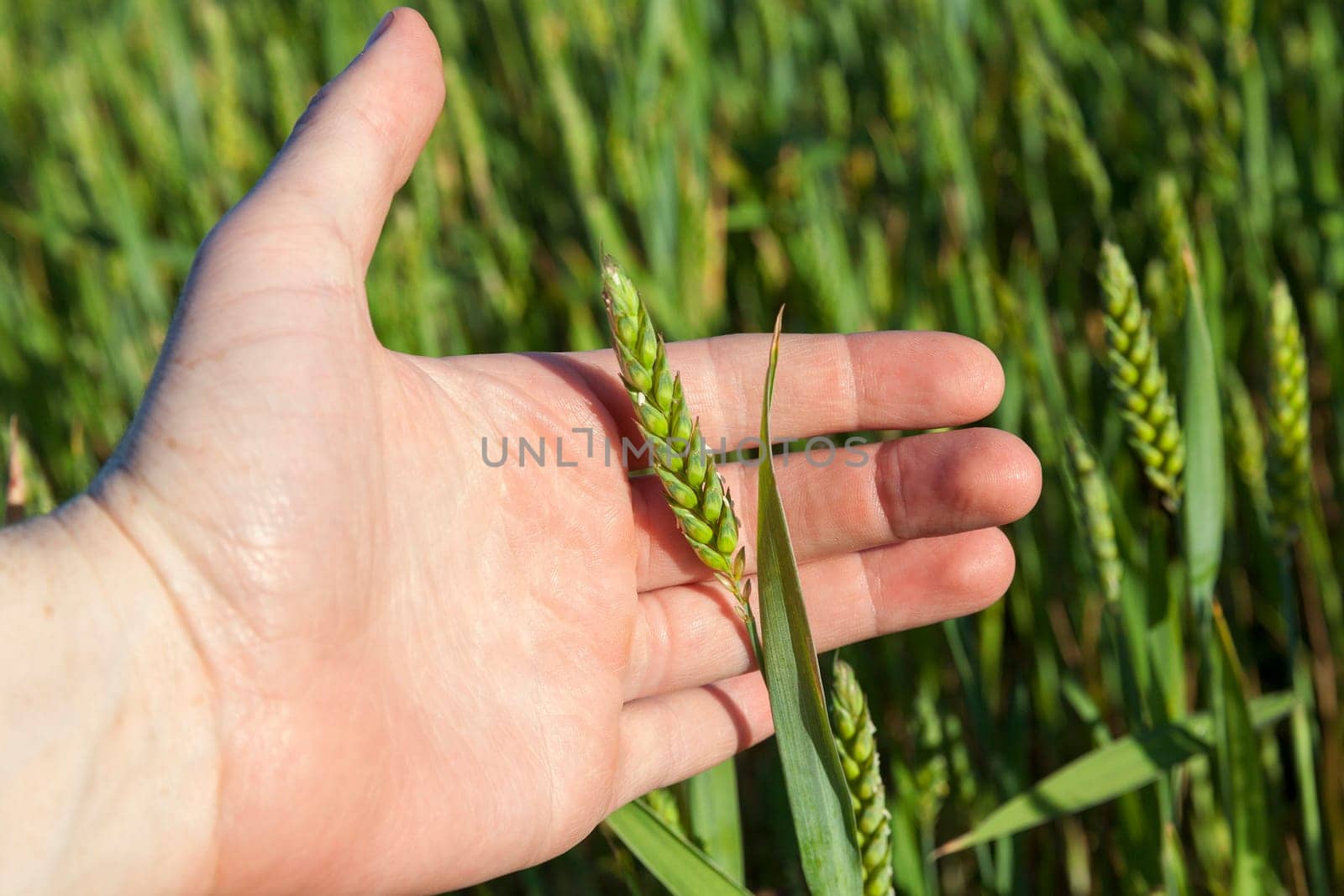 Agricultural field on which grow immature cereals, wheat.