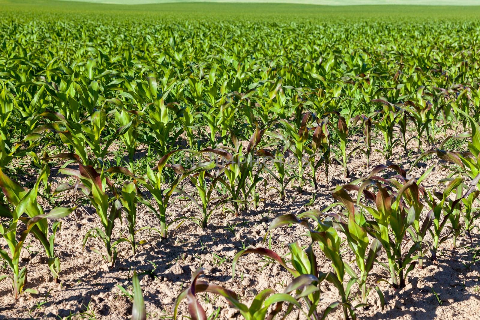 Agricultural field on which grow immature corn crop, close-up of green and purple leaves