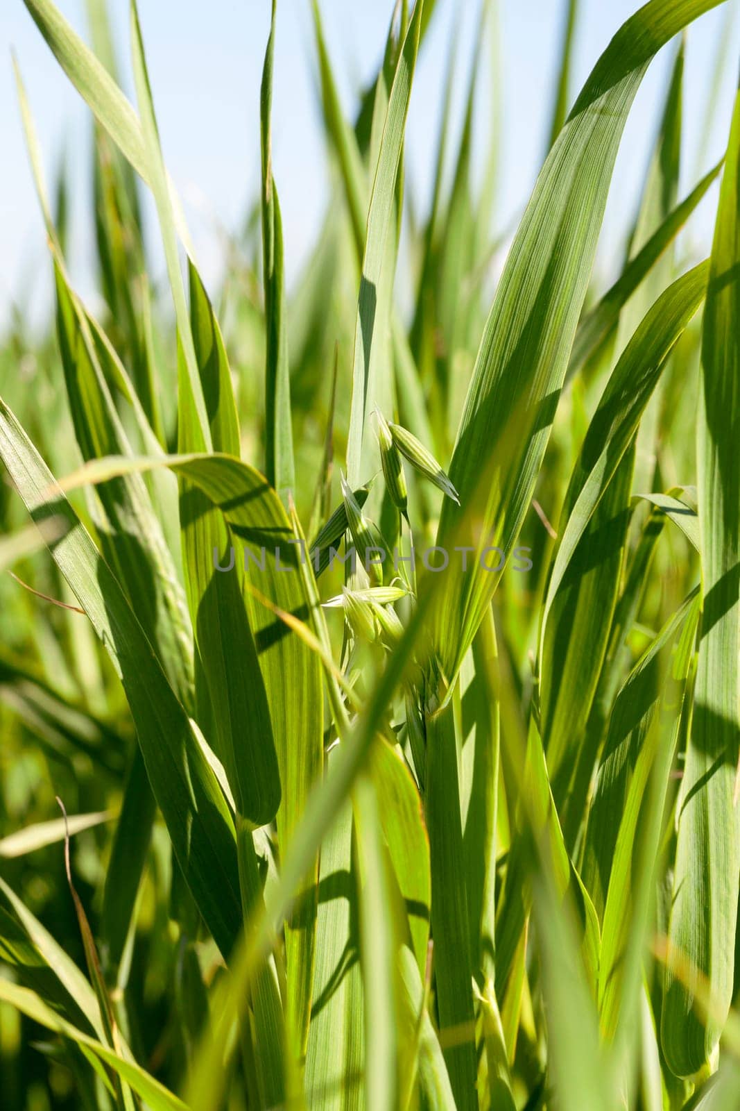 Agricultural field on which grow immature cereals, oats