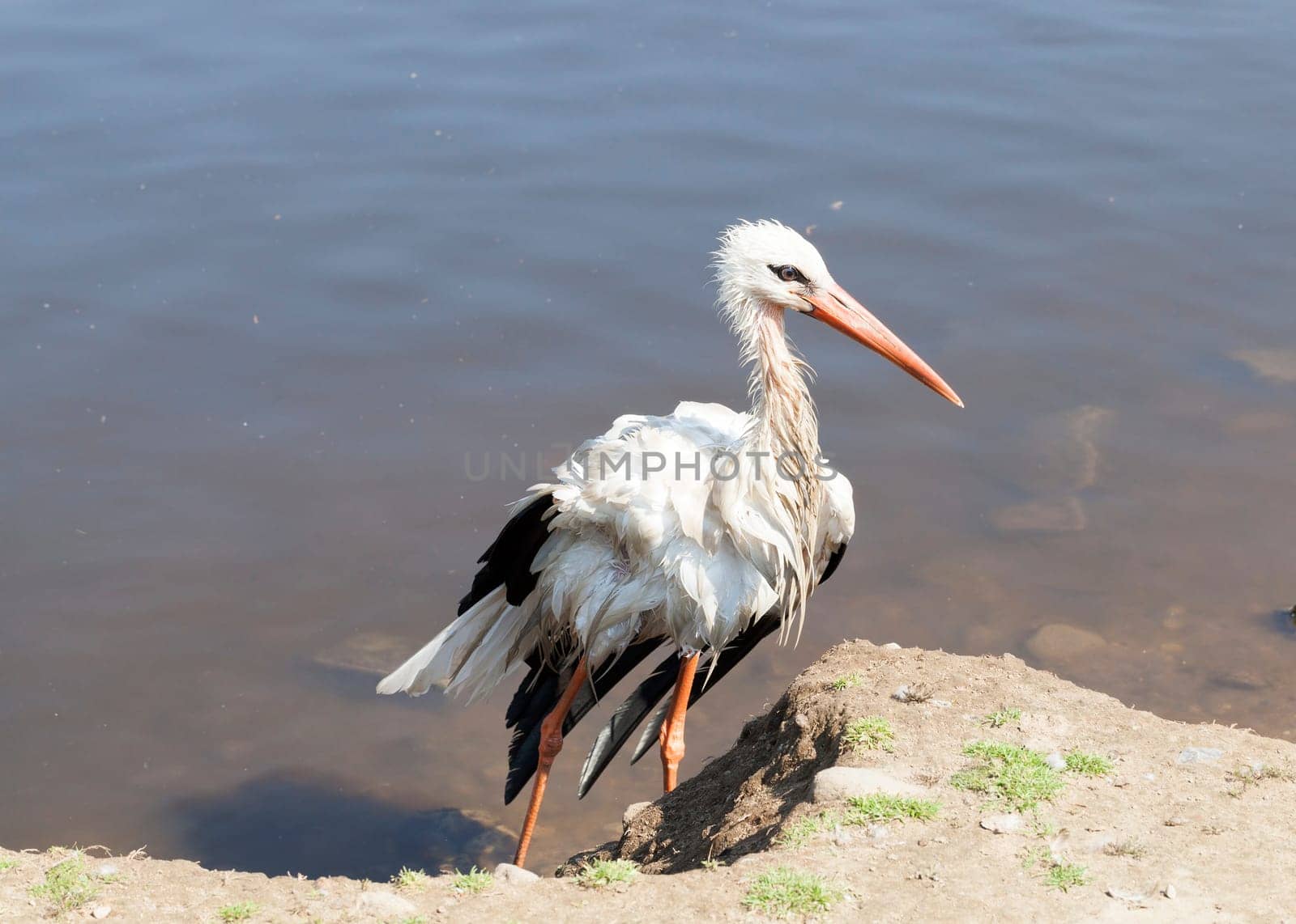 photographed close-up of a stork, which lacks the wing