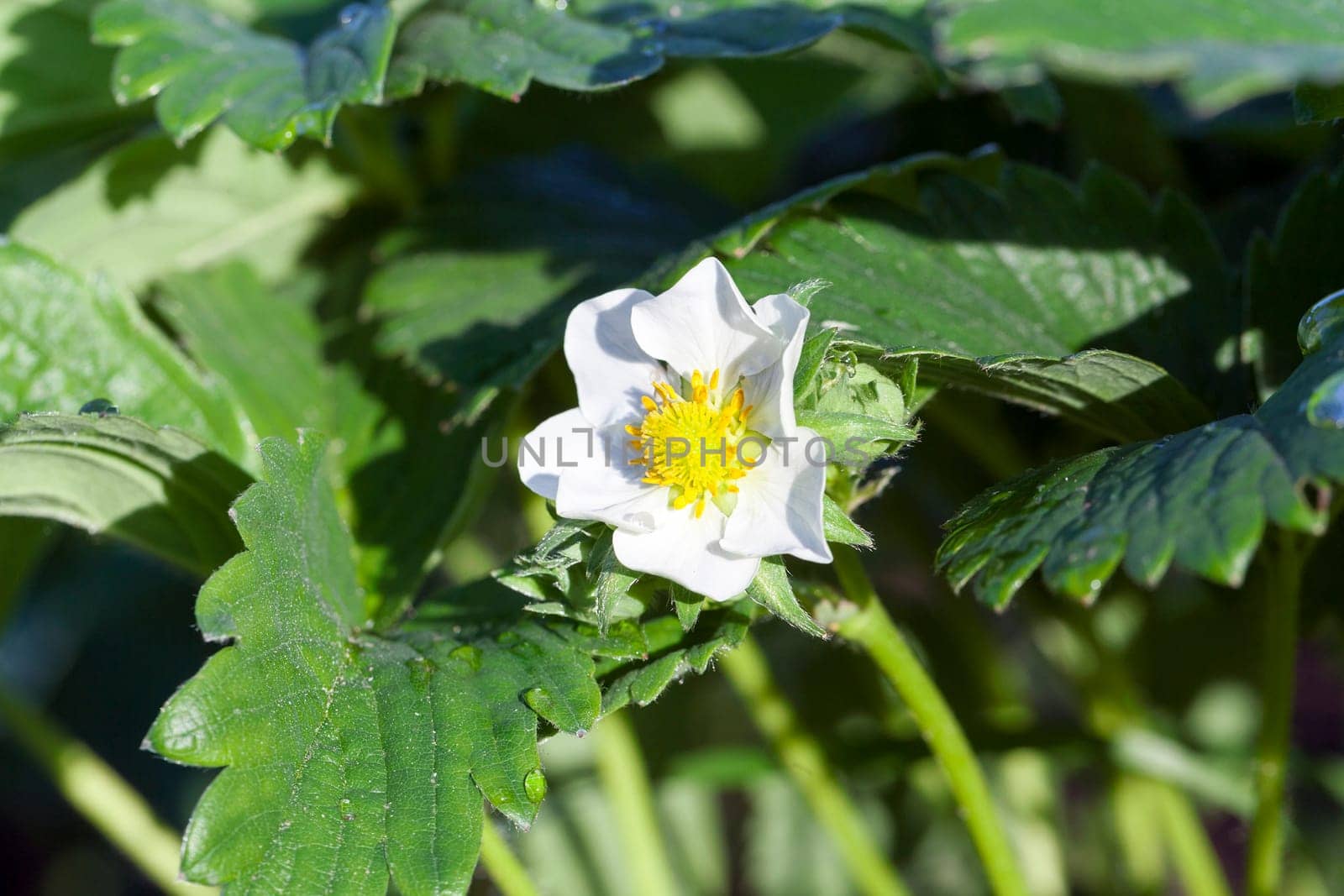 Agricultural field on which grow strawberries during flowering white flowers. The photo was taken close-up in late spring early summer. Small depth of field