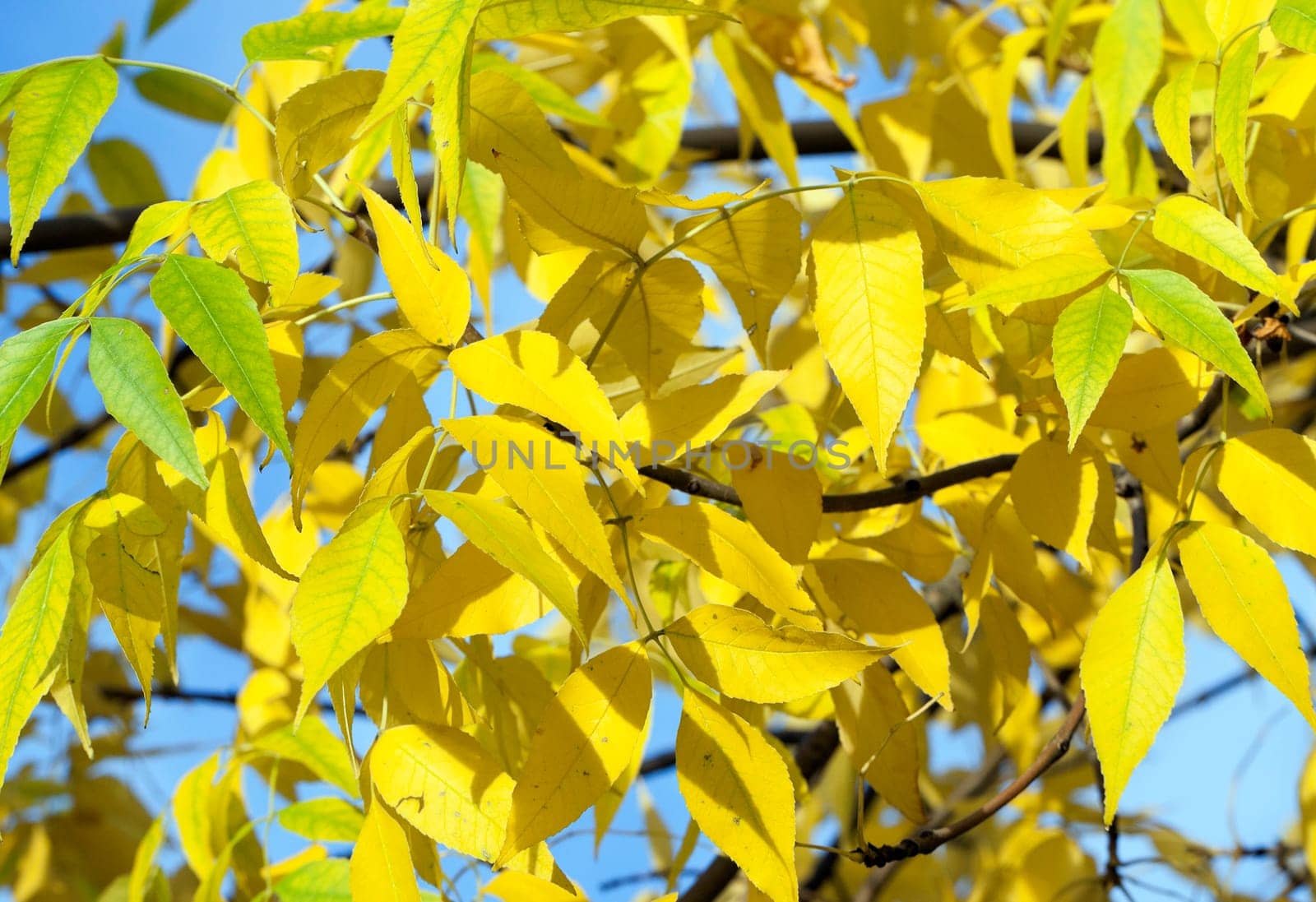 photographed trees and foliage in the autumn, the location - a park