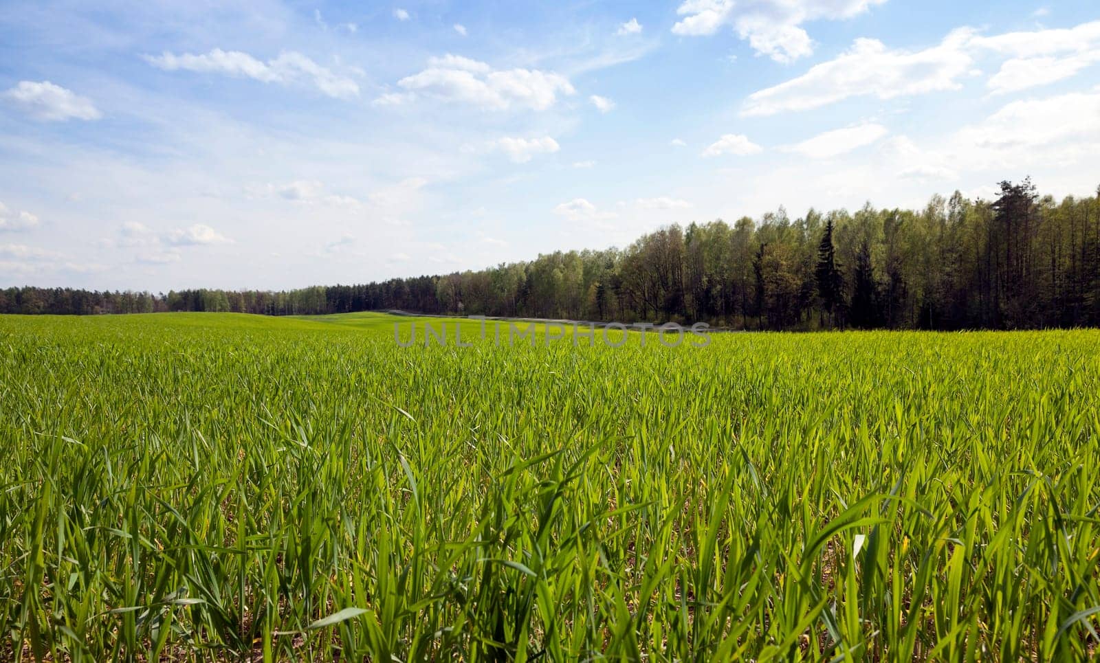 Agricultural field on which grow the young grass. wheat
