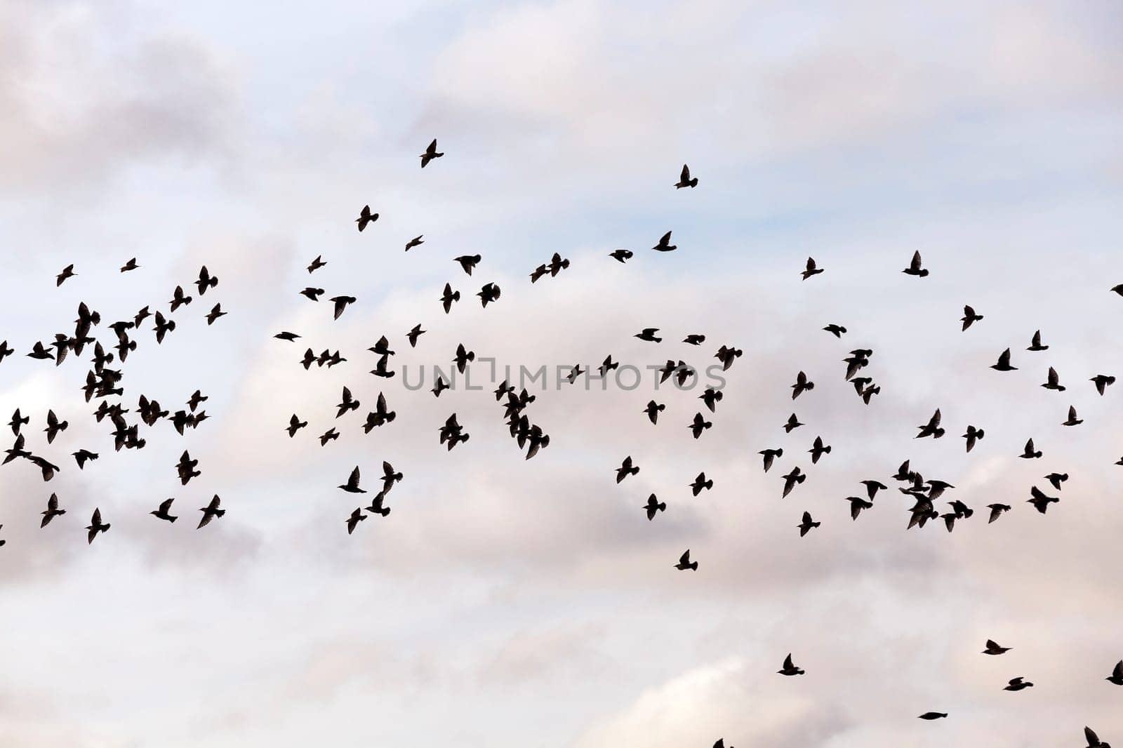 photographed close-up blue sky, in which a flock of birds flying, visible silhouettes, daytime