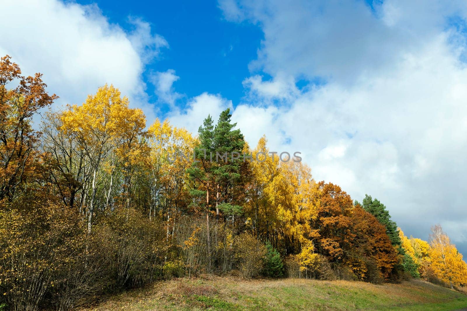 photographed trees and nature in the autumn of the year, yellowed vegetation and trees