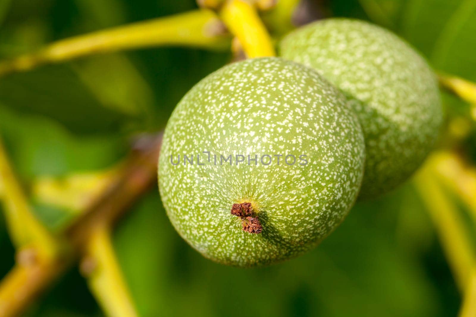 tree, which grows on the immature green walnuts. Photo taken closeup in summer. Small depth of field