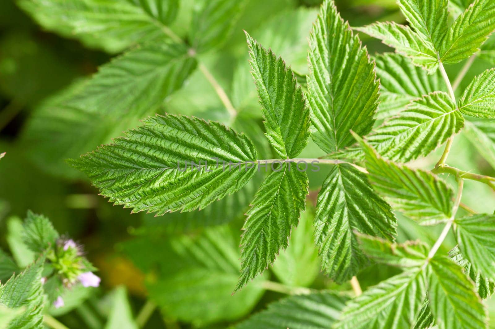 photographed close-up of raspberry green leaves in the summer. Small depth of field.