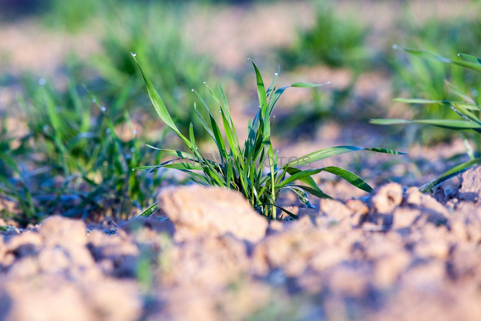 photographed close-up of young green wheat shoots in the drops of dew