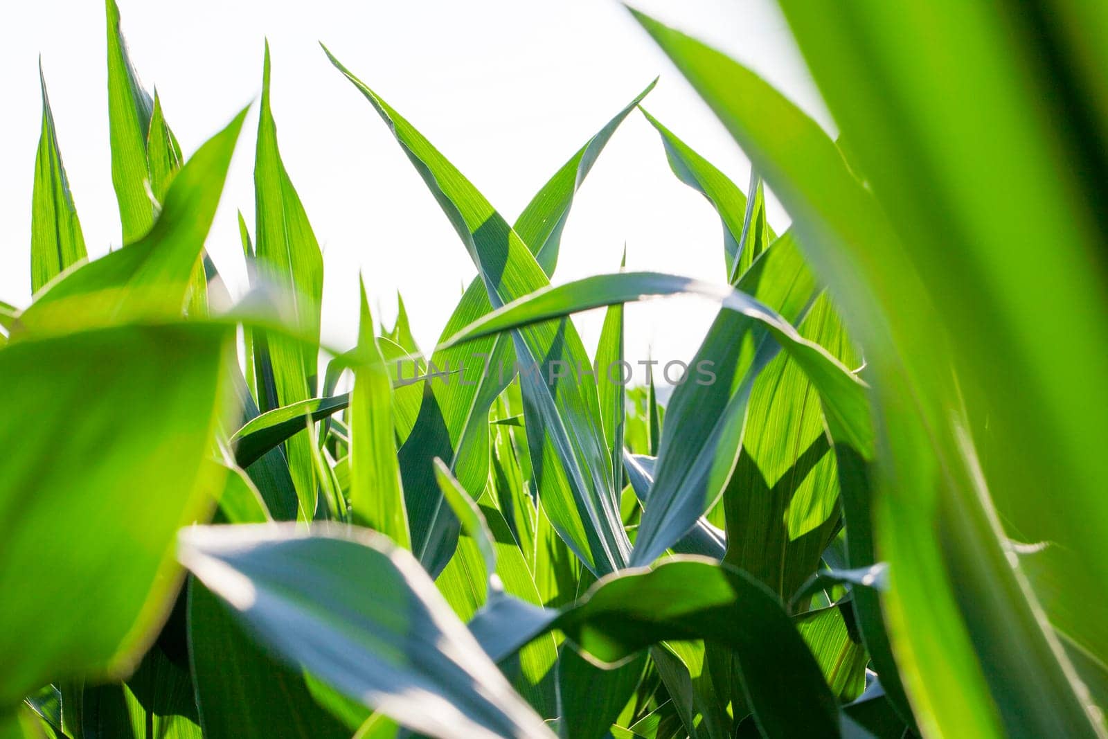 Agricultural field on which grow immature corn crop, close-up leaves