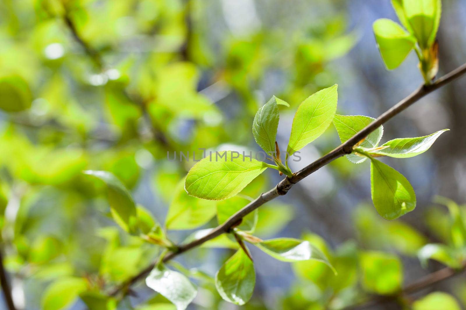photographed close-up of green lime tree leaves in the spring time of the year, a small depth of field