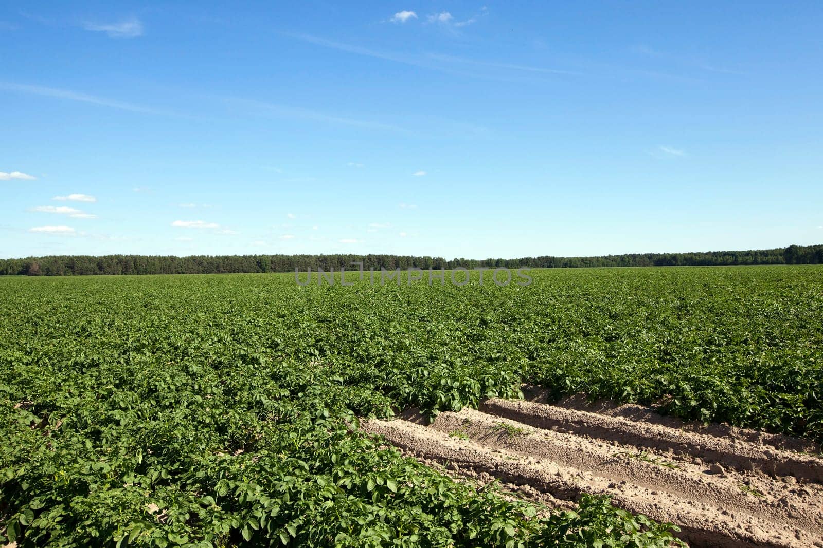 the furrow on which grows green potatoes, summer, blue sky