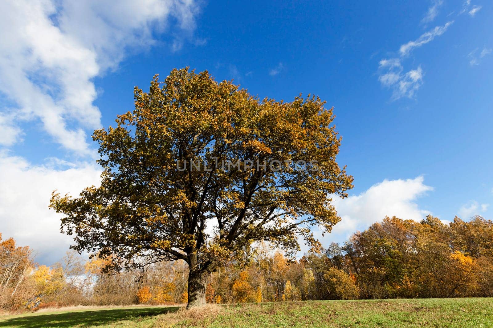 photographed trees and nature in the autumn of the year, yellowed vegetation and oak