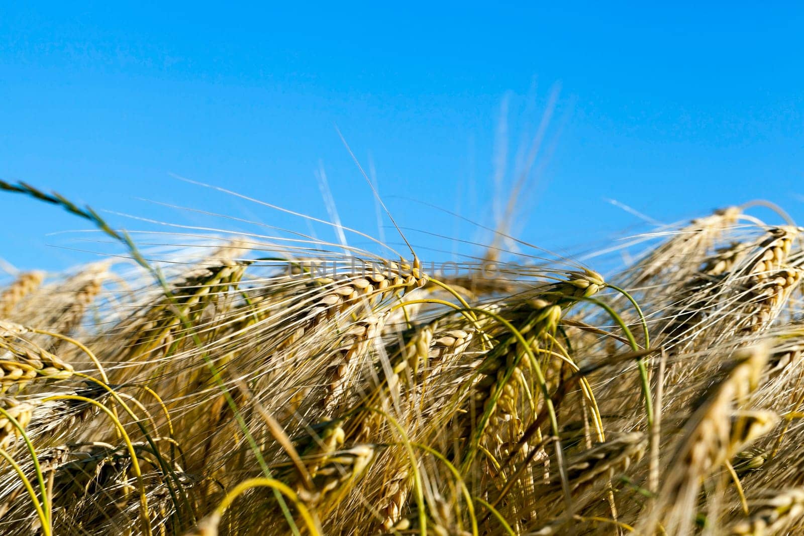 Agricultural field on which grow ripe yellowed cereals