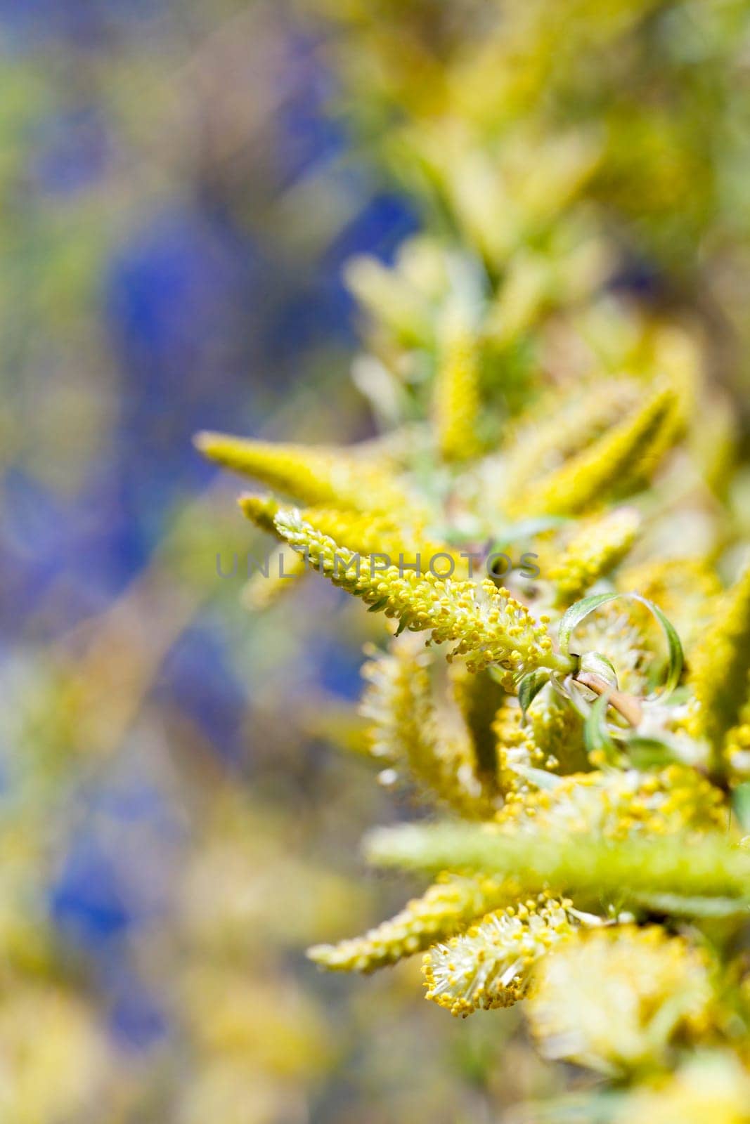photographed close-up of yellow flowers during flowering willow tree, a small depth of field