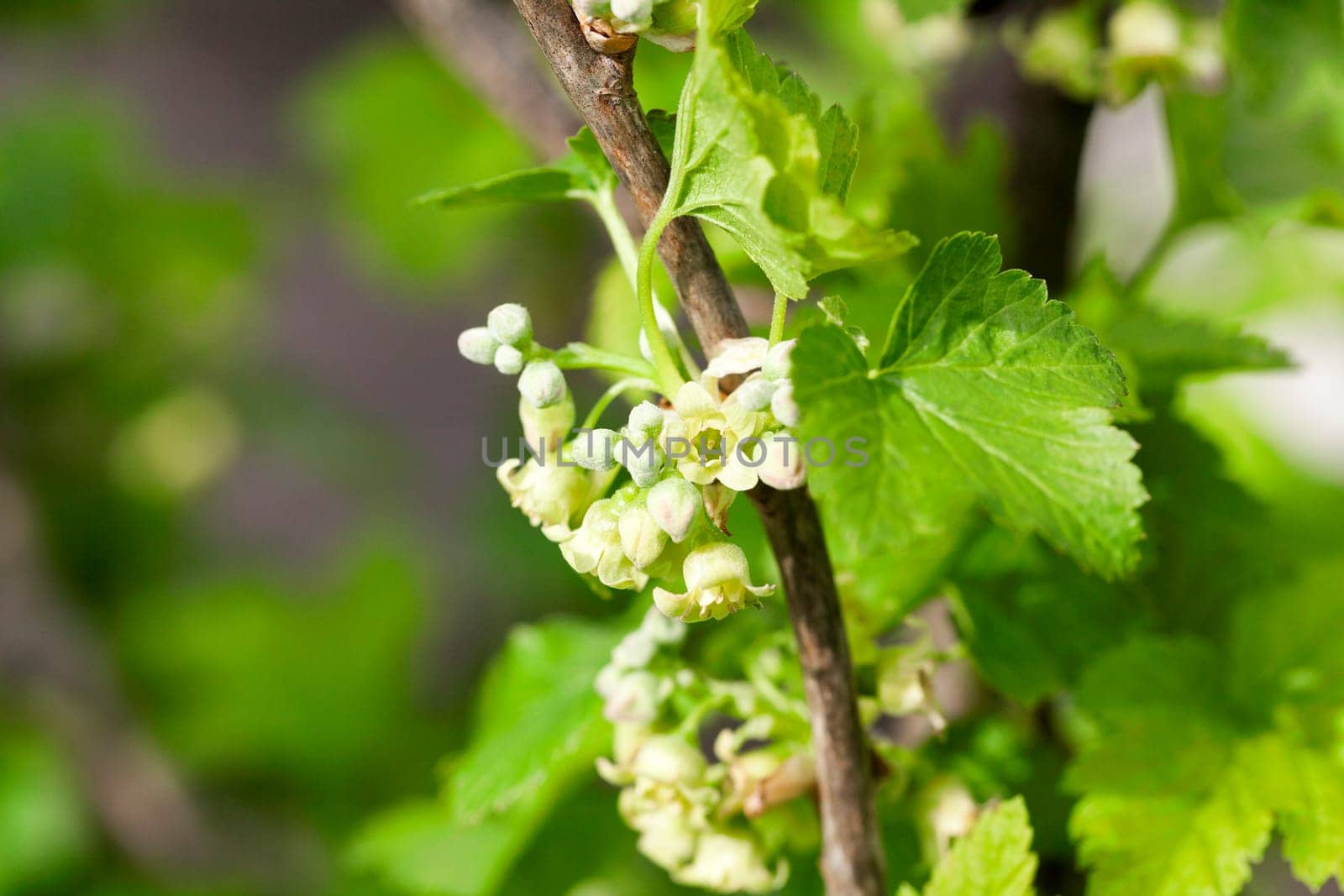 photographed close-up currant flowers in spring season
