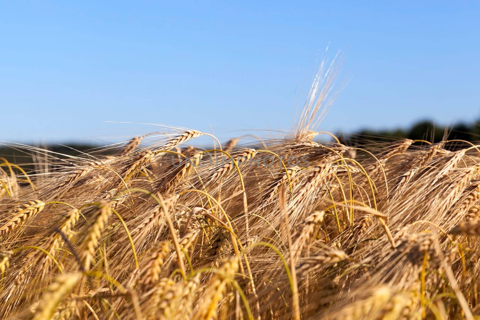 Agricultural field on which grow up cereals wheat, Belarus, ripe and yellowed cereals, small depth of field