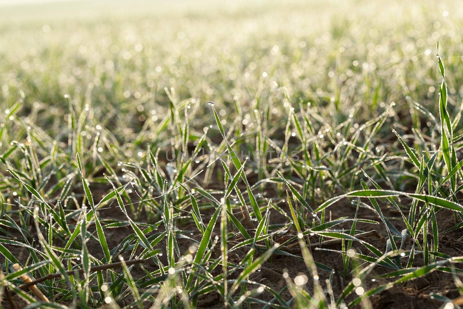 photographed close up young grass plants green wheat growing in the field of agriculture, Agriculture
