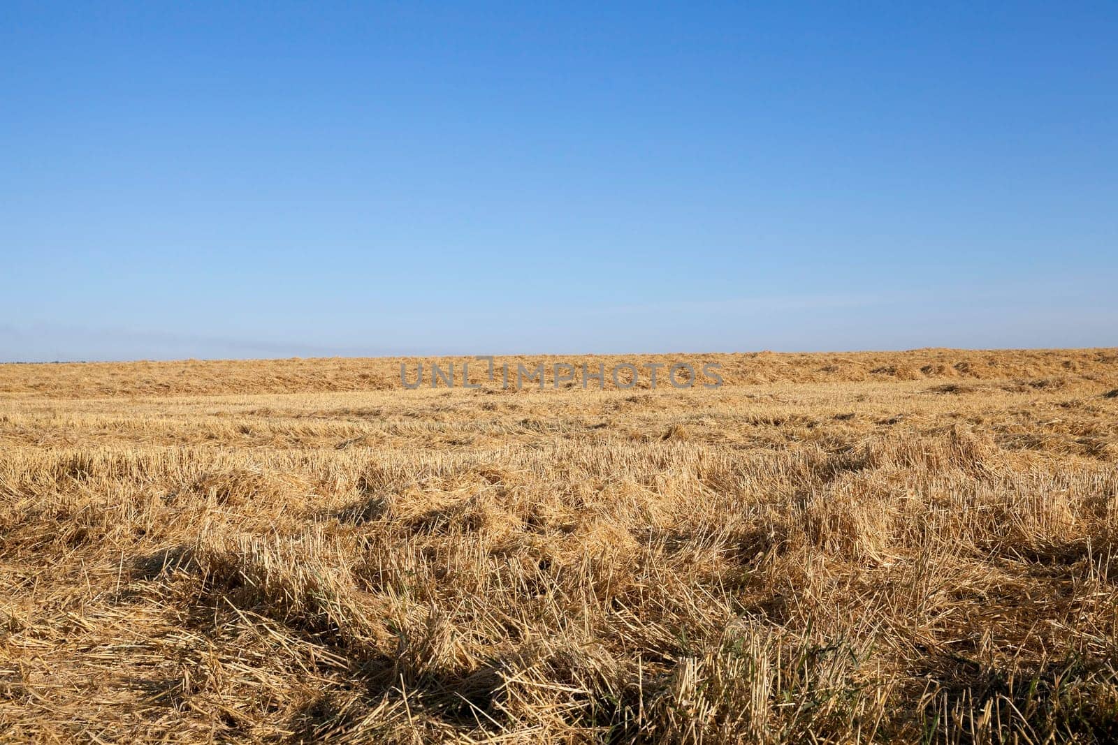 Agricultural field on which grow ripe yellowed cereals