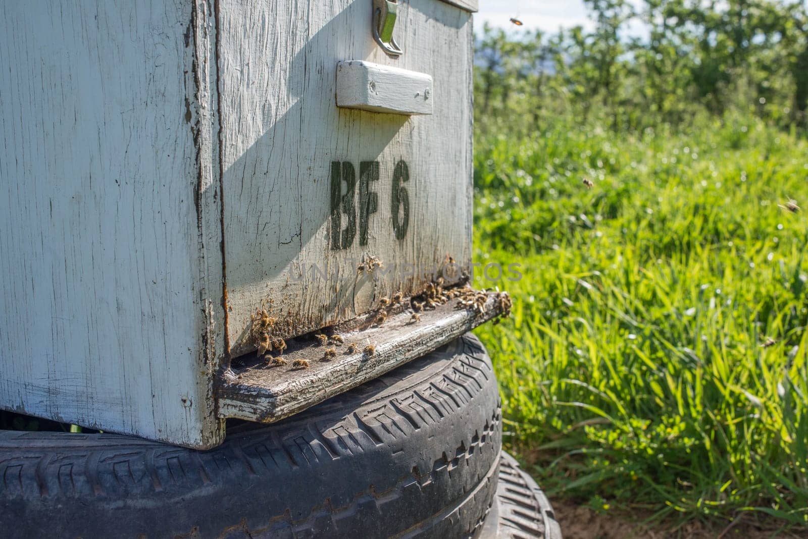 An up close view of a bee hive in an apple and pear plantation during spring.