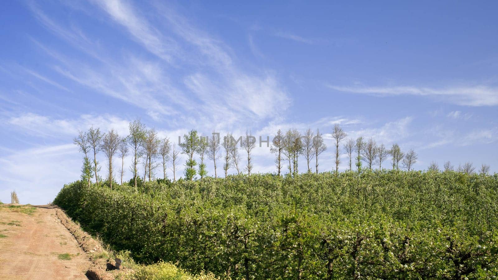 A plantation of pear trees stand in the foreground along a gravel road with a blue sky and white clouds in the back