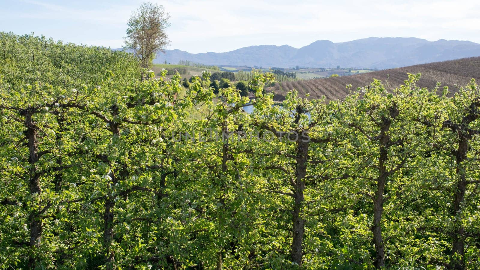 A row of pear treas in early spring with only view blossoms visible on a farm in Grabow, South Africa
