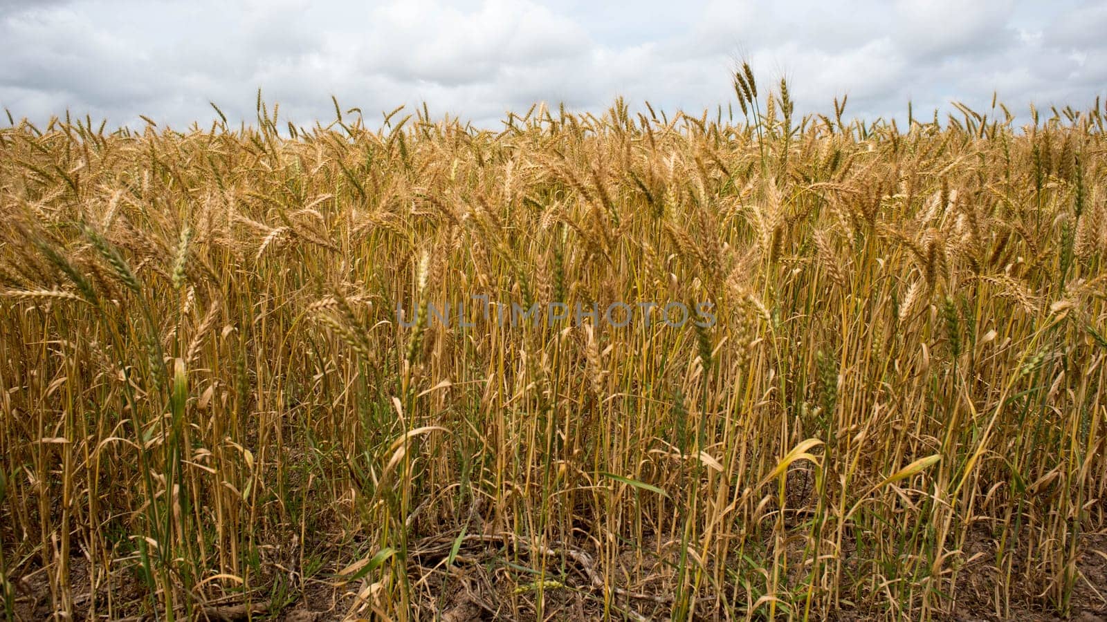 Wheat grains stand ready for harvest agains a cloudy sky.