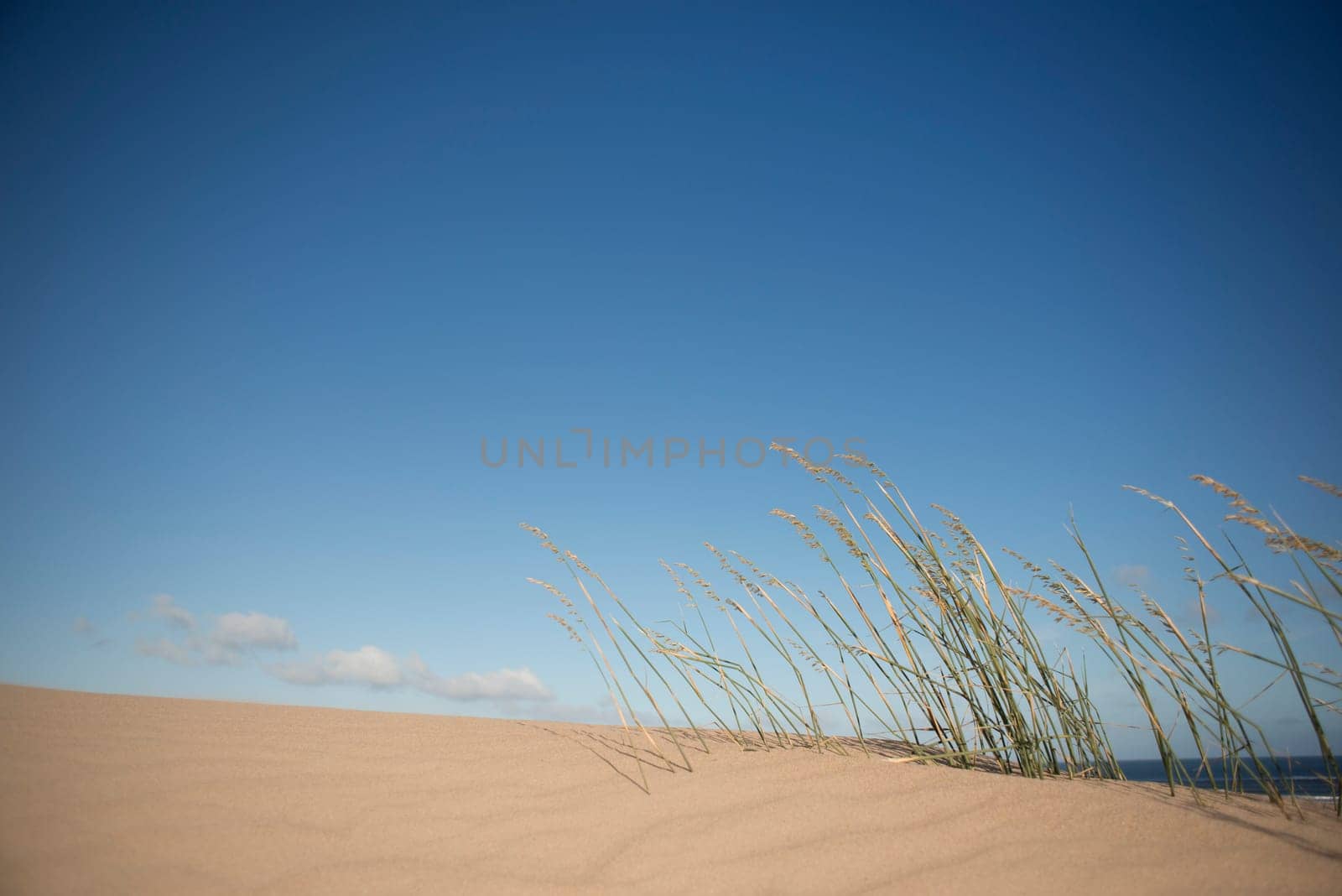Grasses blowing in the wind on top of a sand dune near the ocean.