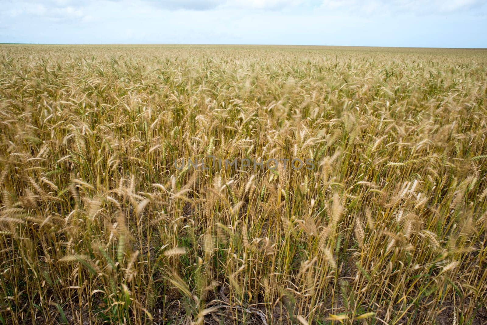 A view of a wheat field which stretches out in to the distance up to the horizon.