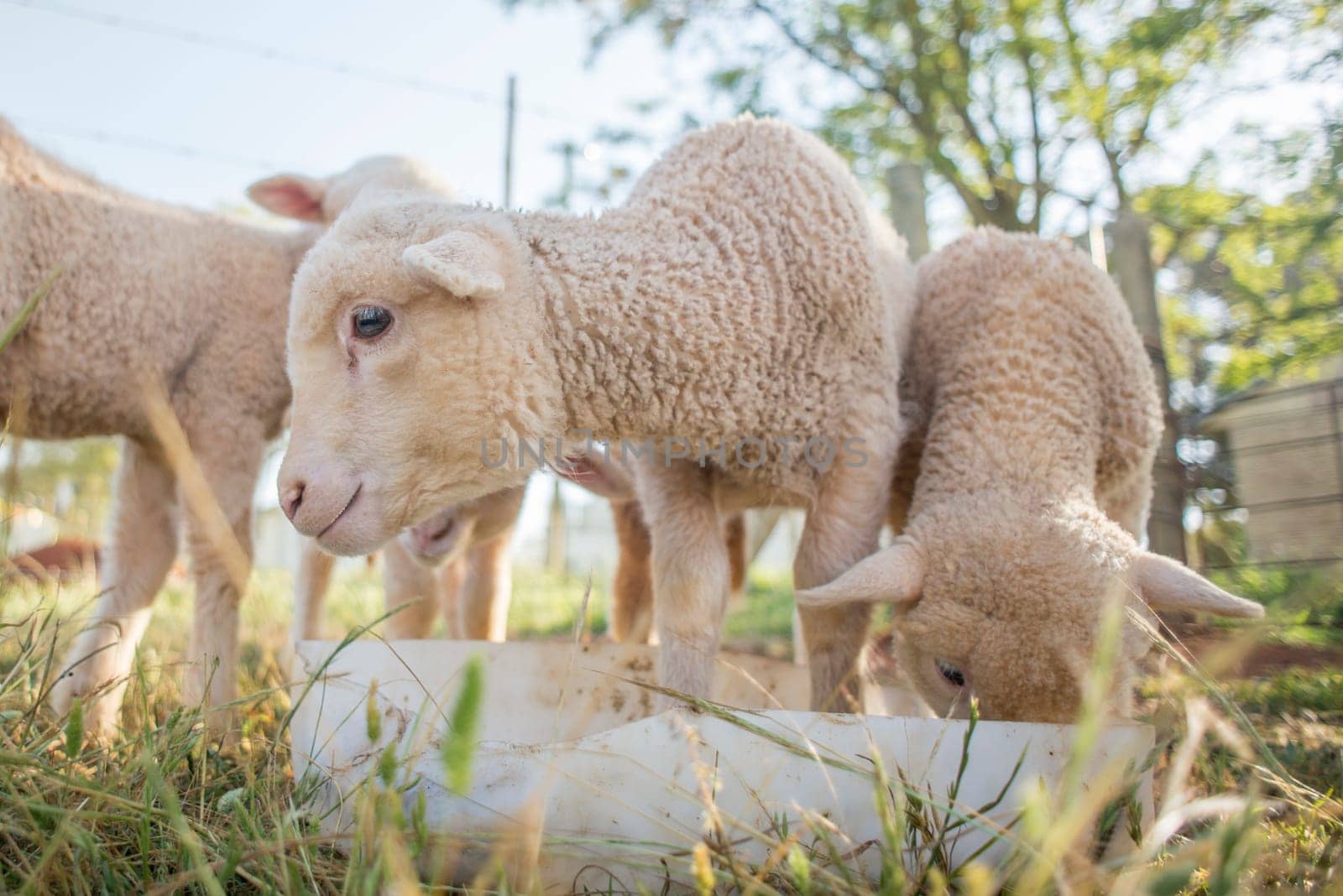 An up close view of little lambs feeding out of a container