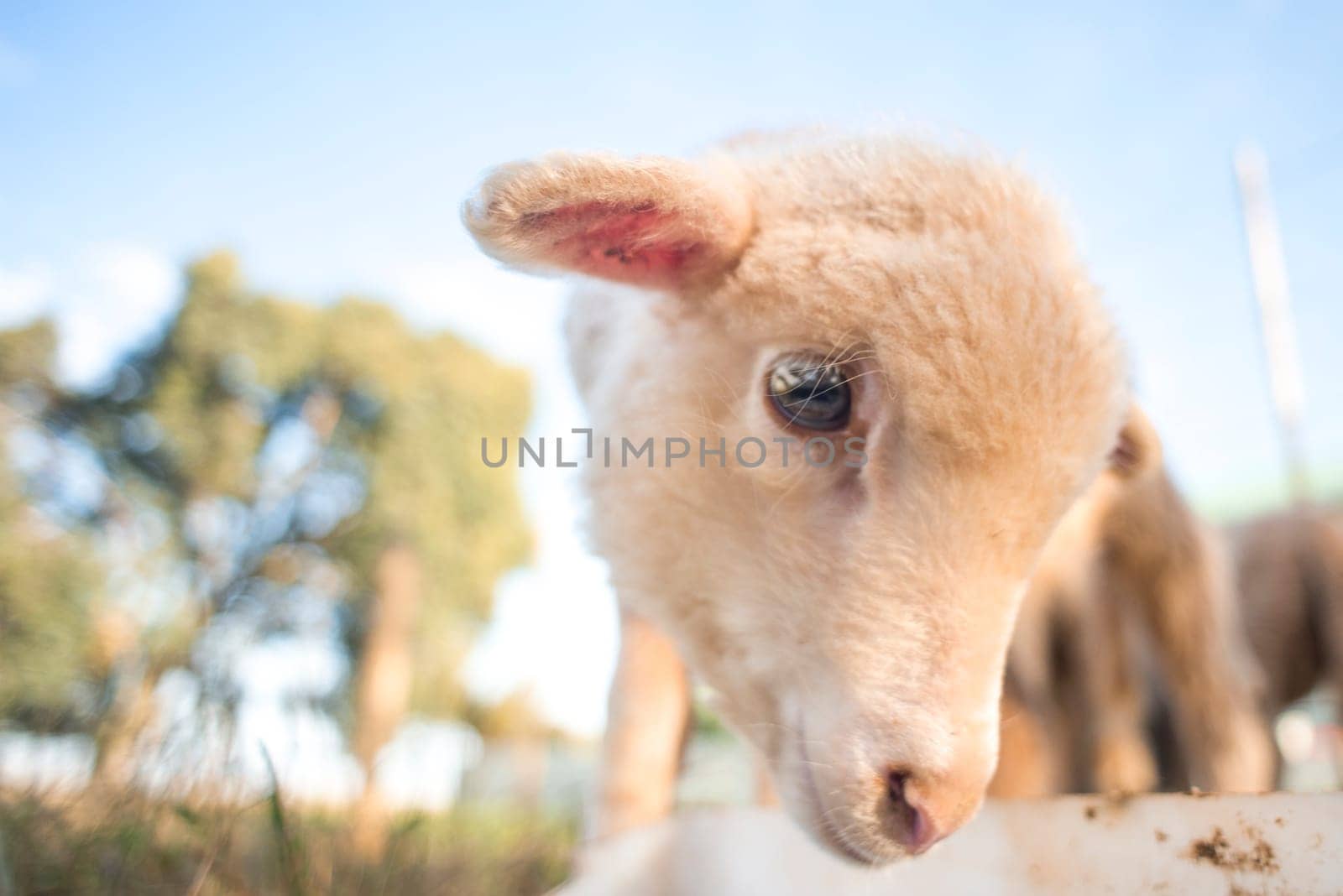 A close up portrait of a cute little lamb feeding from a white bucket.
